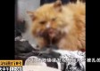 钉枪射杀流浪猫，两男子残忍行为引发的社会反思与法律责任